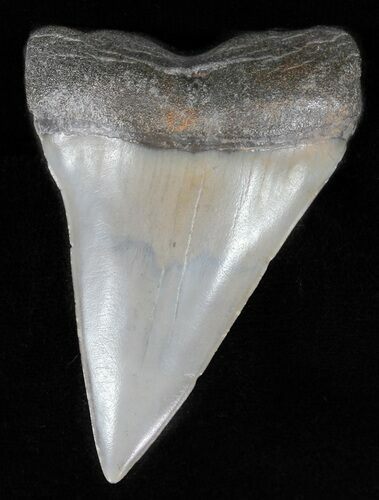 Fossil Mako Shark Tooth - Georgia #61686